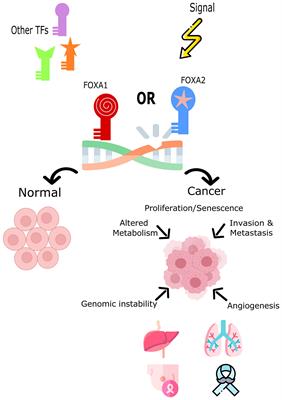 Frontiers | Transcription Factors: The Fulcrum Between Cell Development ...